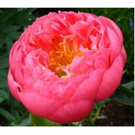 Пион Paeonia Pink Hawaiian Coral